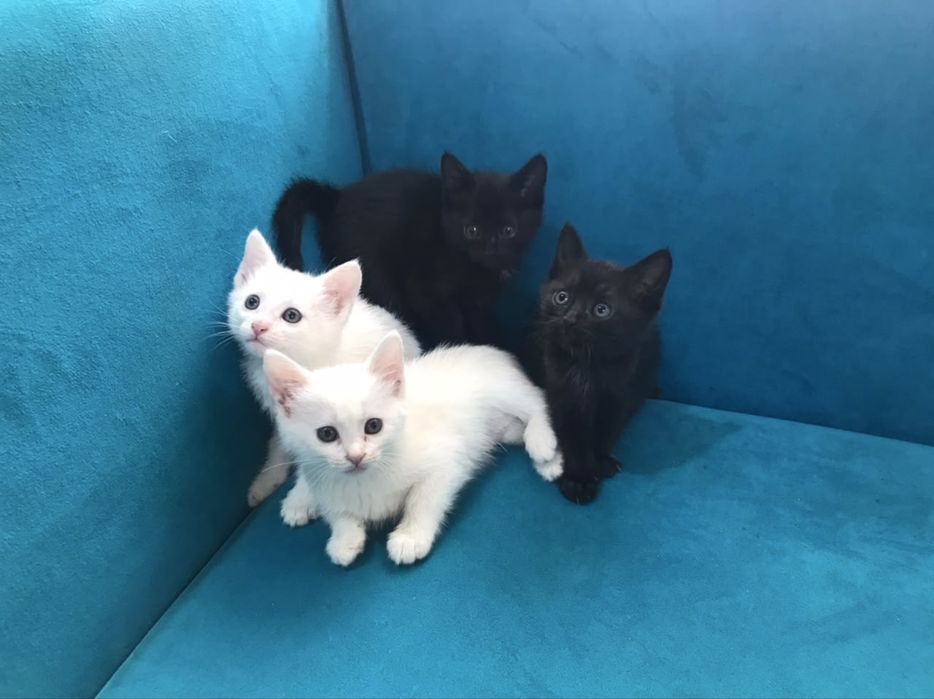 отдам котят бесплатно