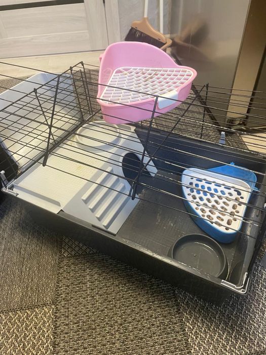 Декоротивный кролик