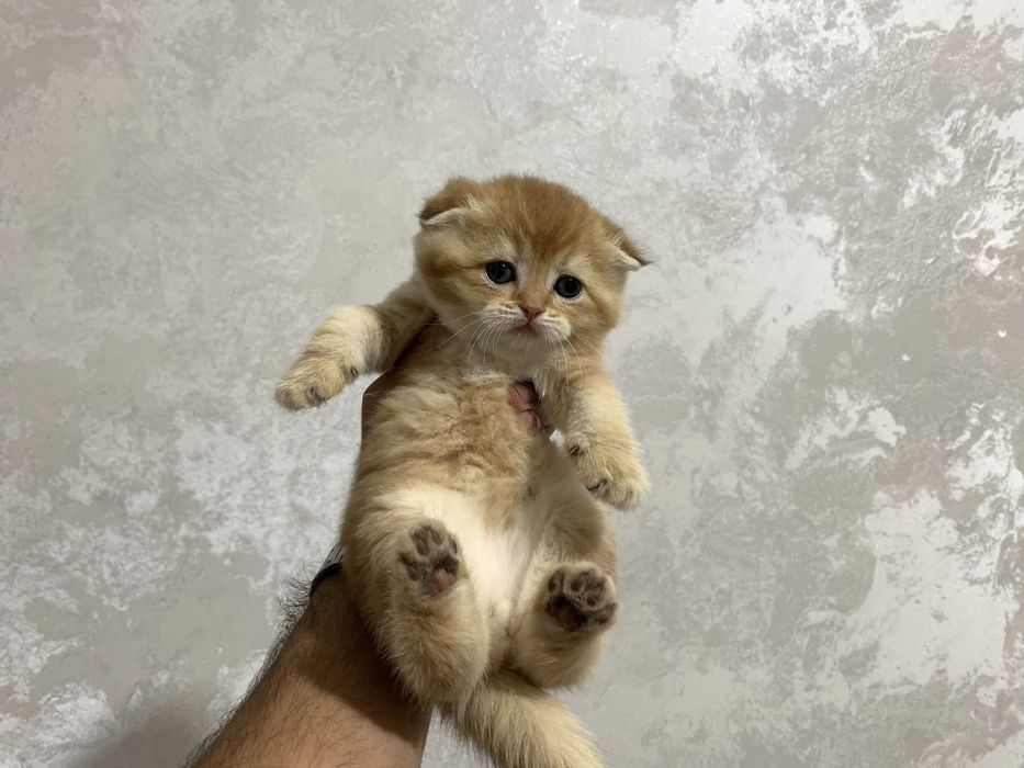 Scottish fold sotiladi
