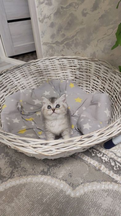 Шикарные котята от правильной вязки