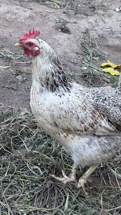 Адлерский куры продам