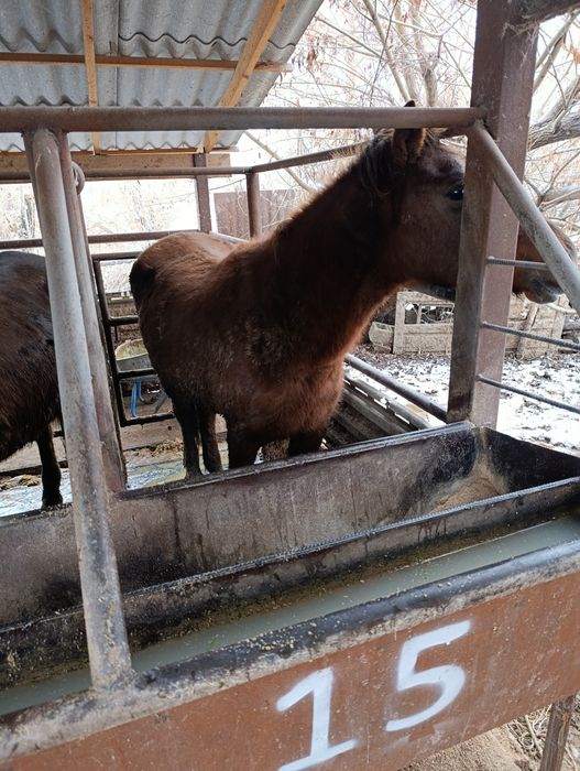 Жылқы,Тай,Бие,Байтал,Құнан