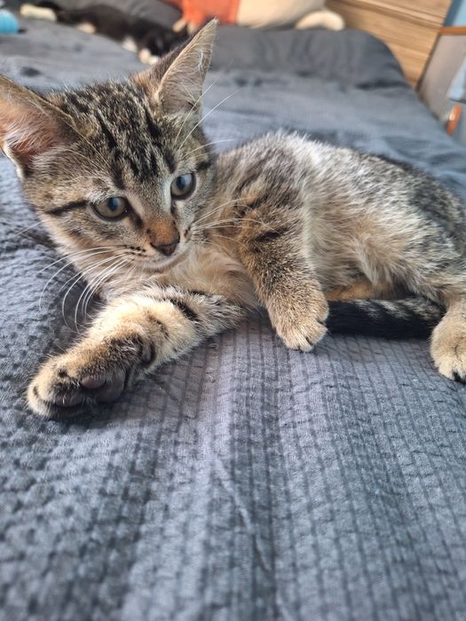 Отдадим котят в добрые руки