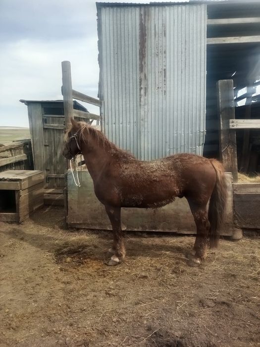 Продаем жеребца.