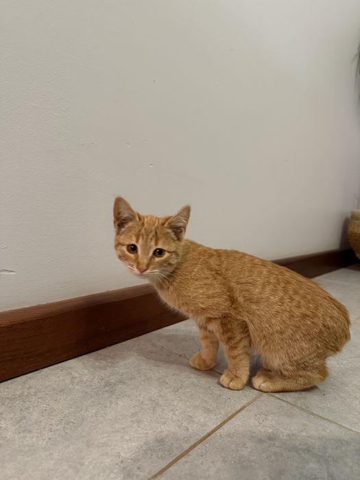 Котенок бесплатно