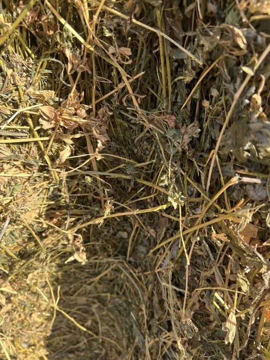 Baloti rotunzi  lucerna