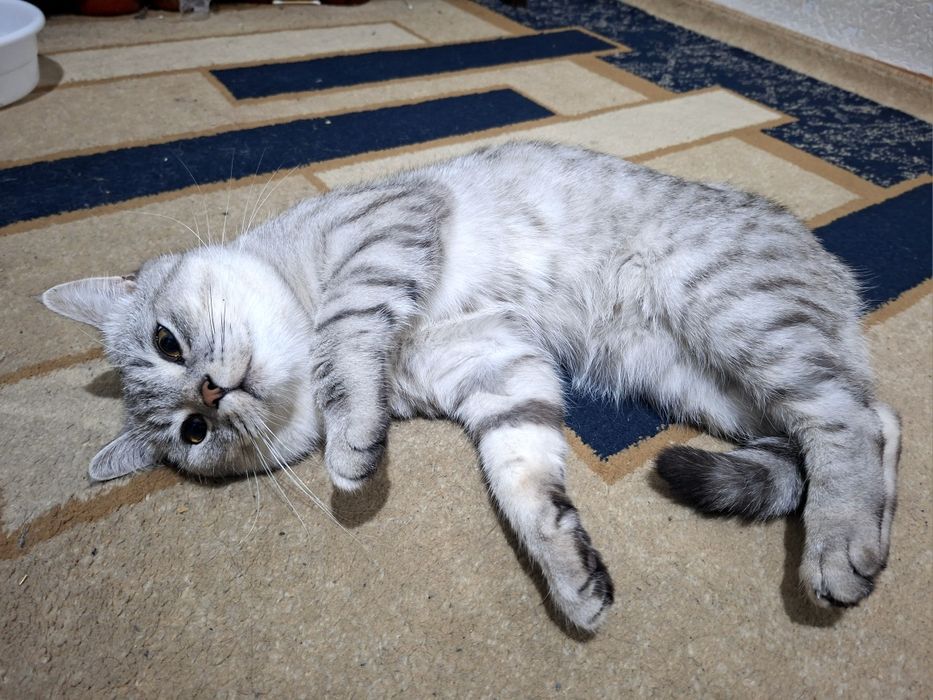 Britanskiy shinshilla (Toshkent shahri)