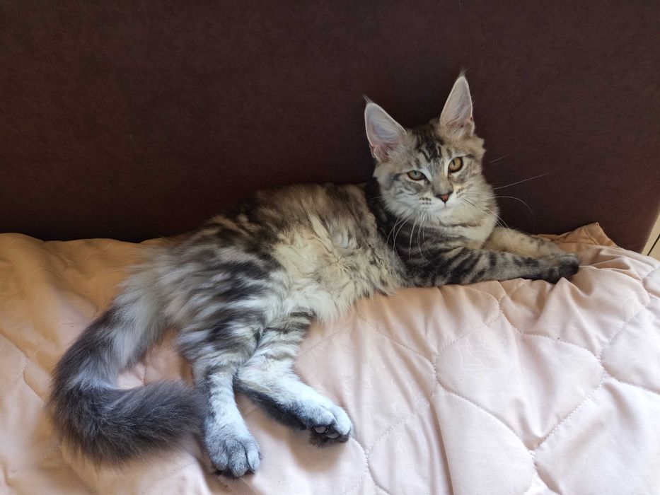 Maine Coon,малко коте