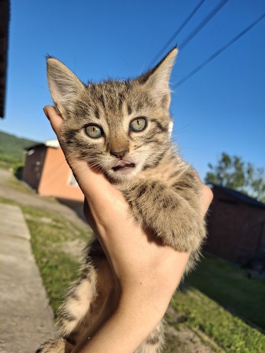 Pisoiași mici spre adopție