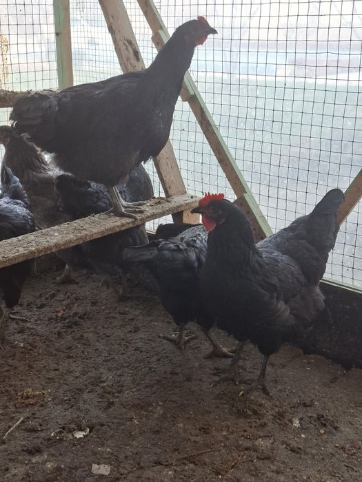 Срочно! Кора шахзода товуклар ва катак