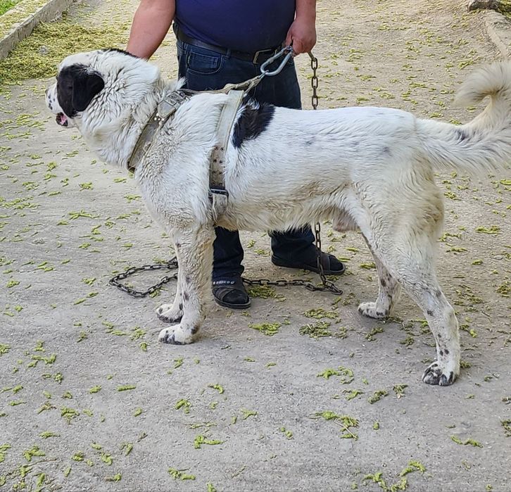 Alabay kuchuk 2 yoshar