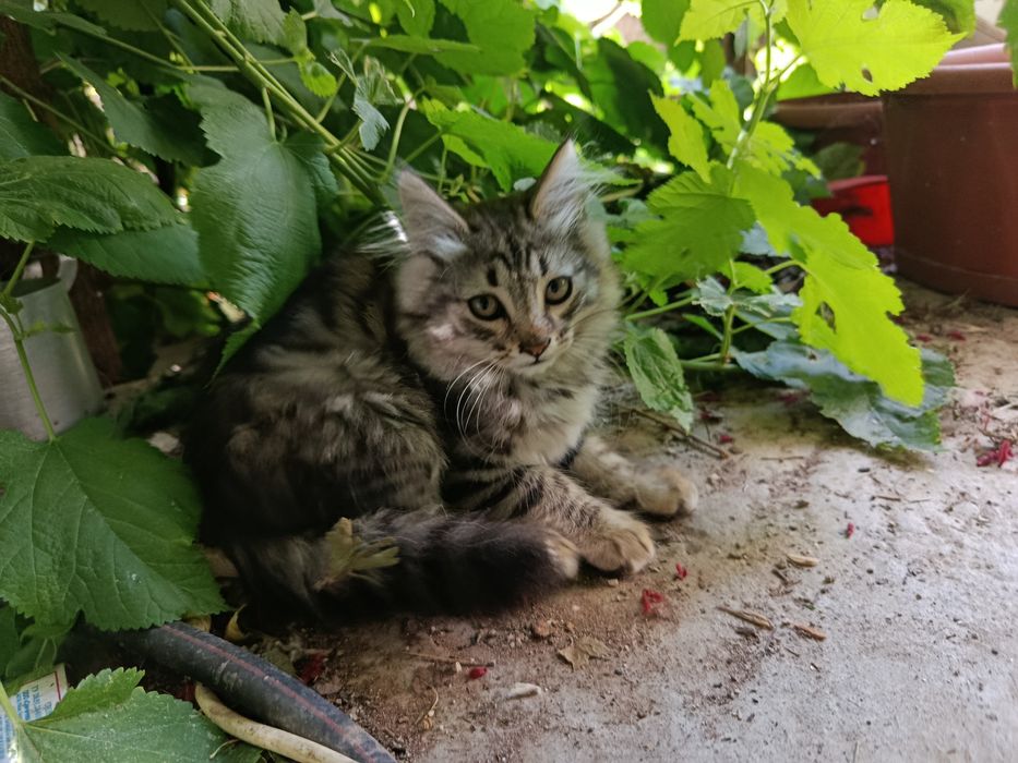 котятки в добрые руки