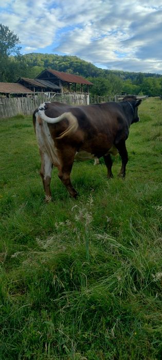 Vaca de vânzare .
