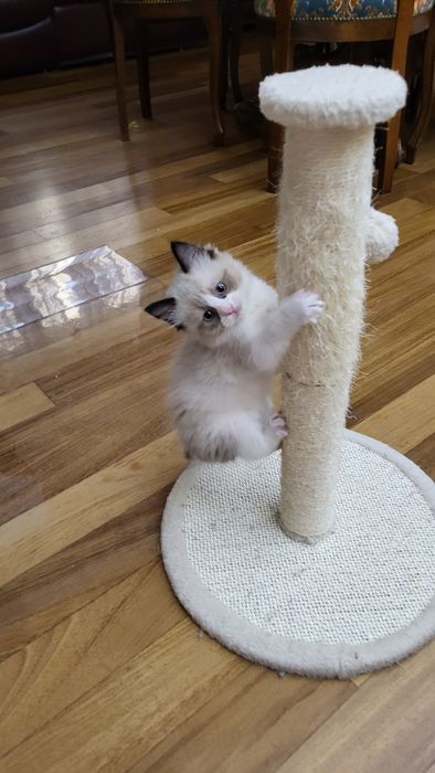 Котенца Регдол – 7 пухкави бебета почти на 3 месеца