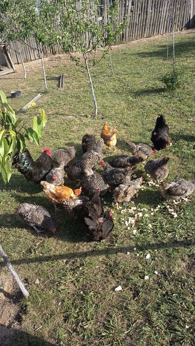 De vânzare gaini 65 lei bucata