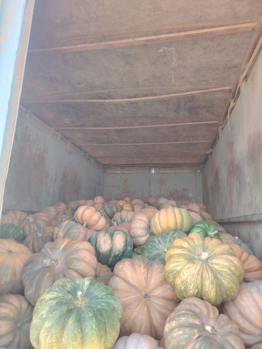 Продам тыква рамашка крошка