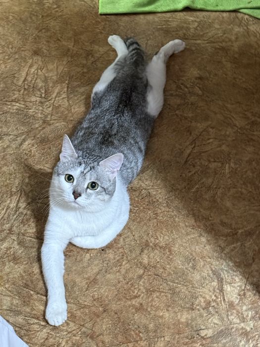 Отдам кота в хорошие руки