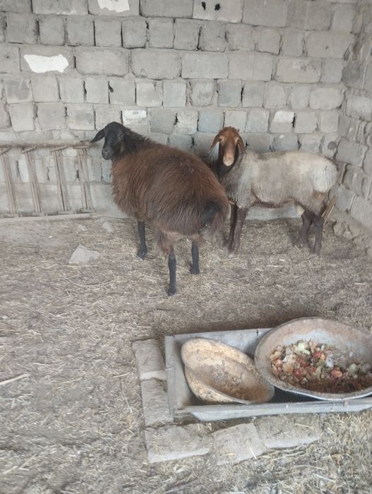 Qazoqi Quy va Hisori Quchqor sotiladi