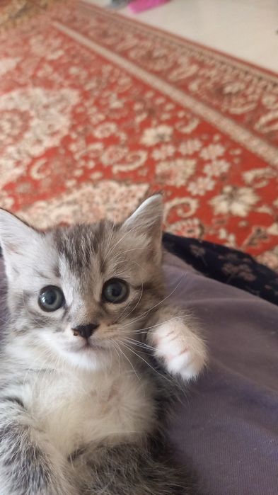Отдам в добрые руки котят девочка и мальчик