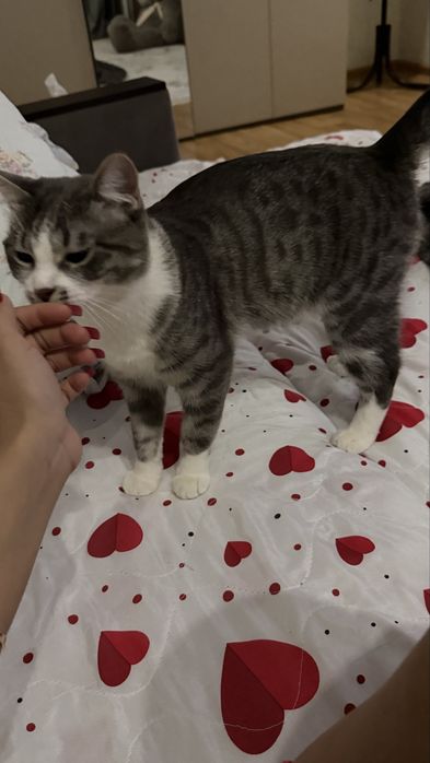 Малыш ищет дом/ Мальчик