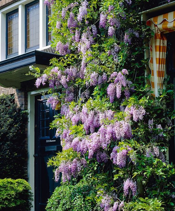 Wisteria la ghiveci -Scenă de început cu o poartă de grădină din fier