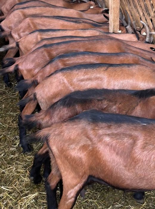 Capre alpine franceze cu pedigree oferta