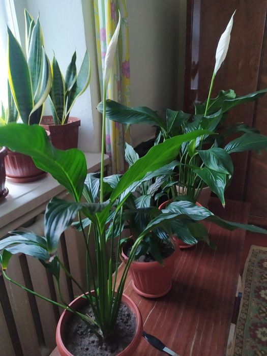 Цветы . Женское счастье