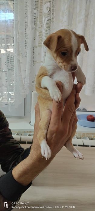 Продам щенков Той-Терьера.