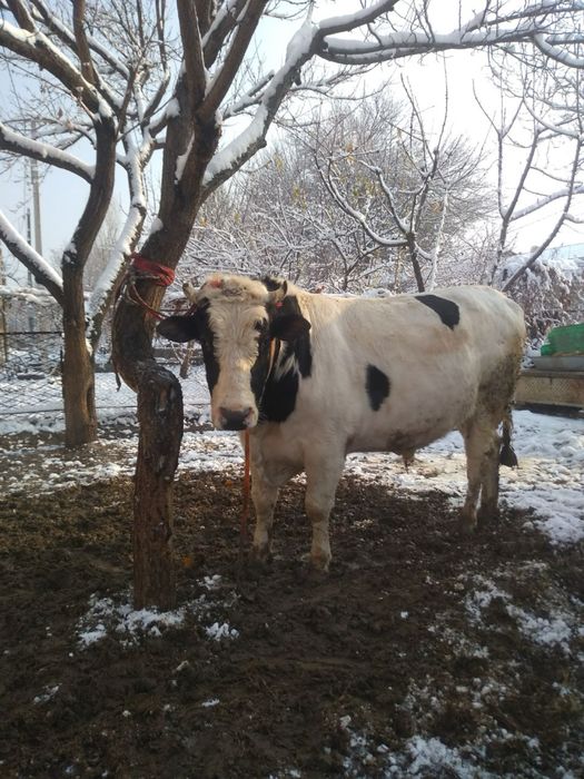 Buqalar sotiladi sifat zor