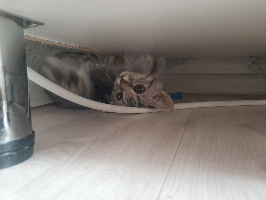 Кошка марғау кошка
