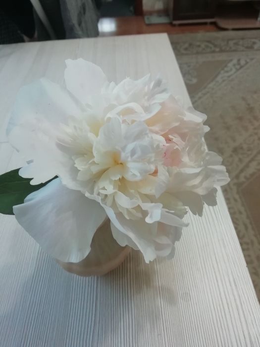 Продам пионы за 500 тенге
