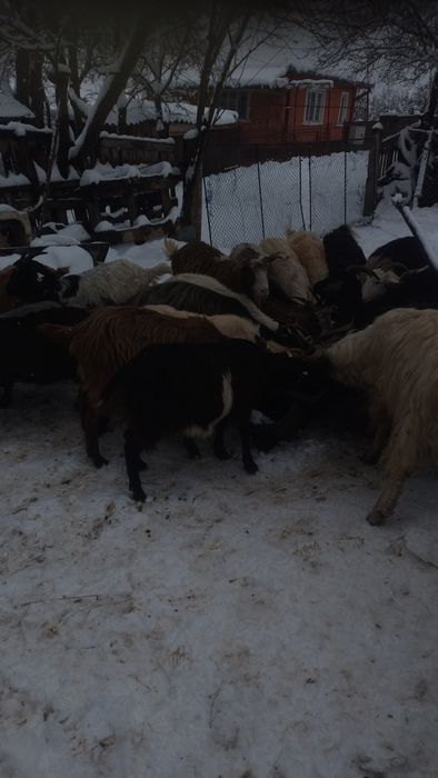 Capre tinere și iede