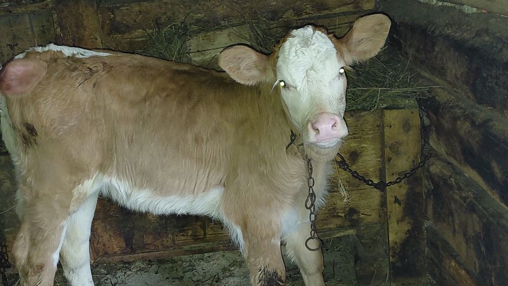 Vand vitea.        .