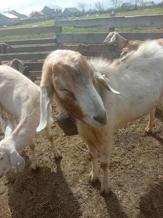 Mascul tânăr, ciut genetic , foarte bun pentru reproducție!
