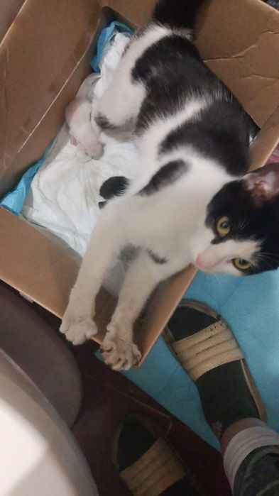Бесплатно котята и кошка