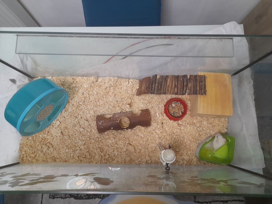 Acvariu sticlă pentru hamster
