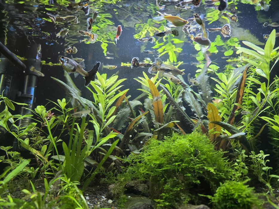 Pesti Acvariu / Guppy si Creveti