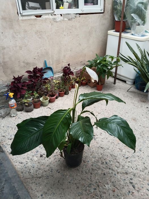 Спатифилум Сенсация