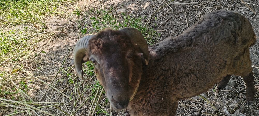 Араби кучкор сотилади