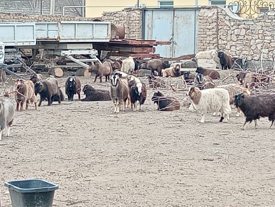 Серке сатылады 35000 тг ден