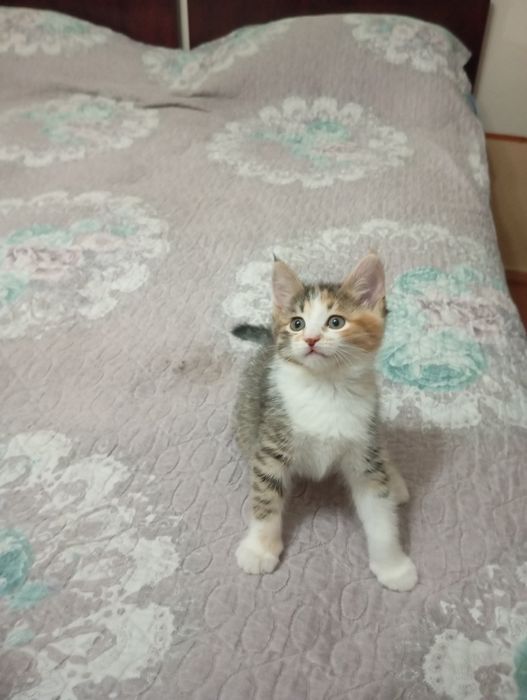 Одам котят в хорошие руки