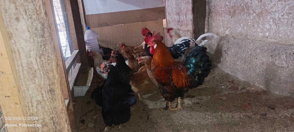 Домашние куры несушки