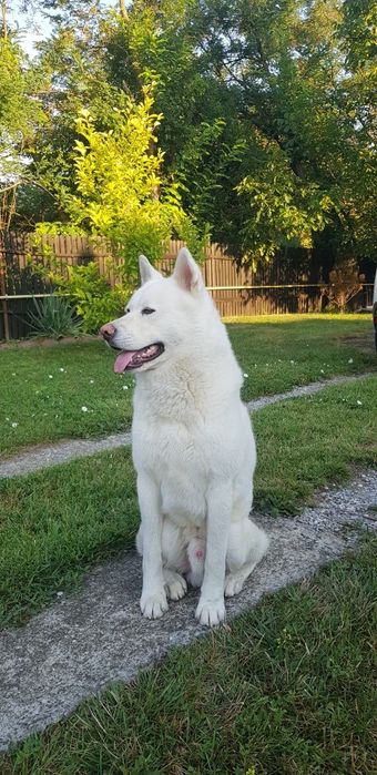 Akita inu                         .