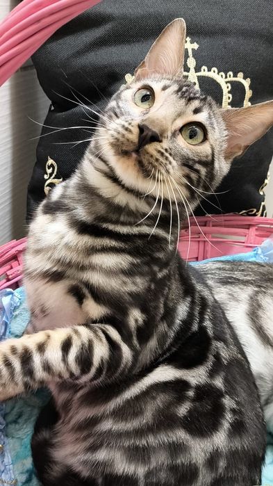 МИНИ- БАРСЫ- ! Бенгальские - Серебро! Silver