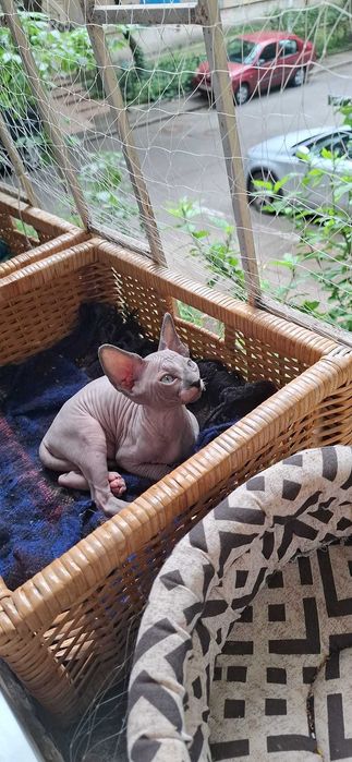 Pui pisica Sphynx/Sfinx/Sphinx