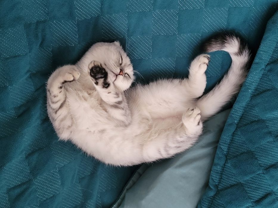 Отдам котенка в хорошие руки