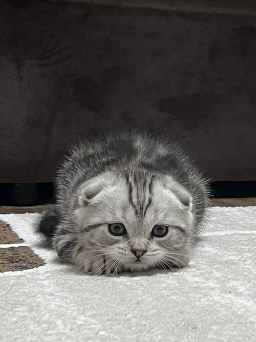 Котёнок скоттиш страйт