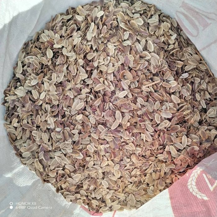 Семена Ферулы Асафетиды