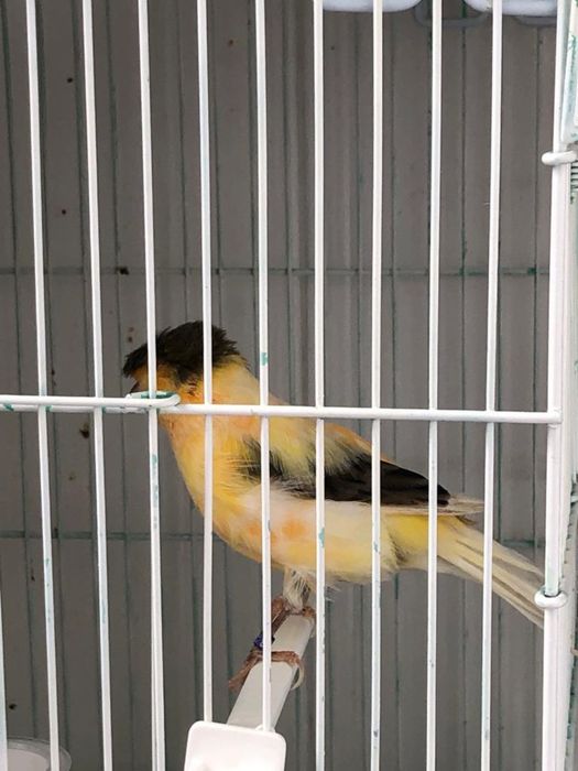 Canari de vanzare