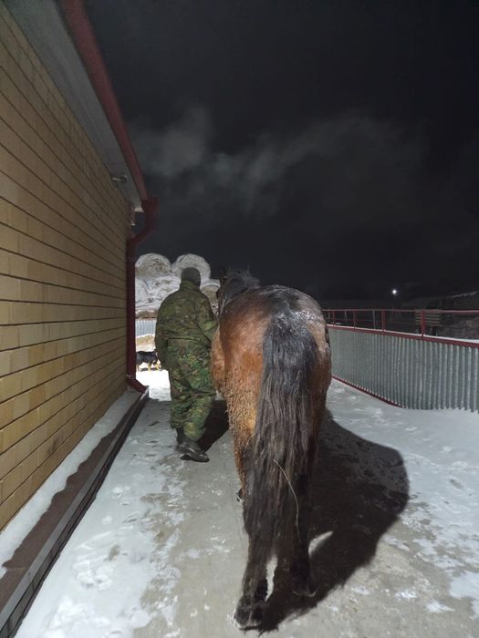 Продается кунан (жеребчик)